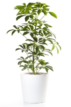 Schefflera Plant schefflera, umbrella tree, schefflera plant