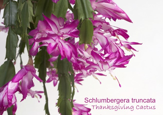 schlumbergera truncata, кактус благодарения, праздничный кактус