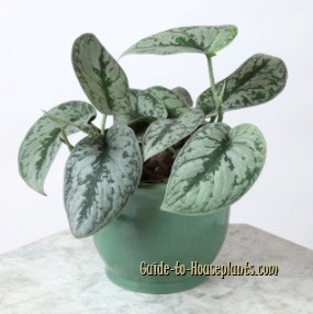 scindapsus pictus, satin pothos, silver satin pothos