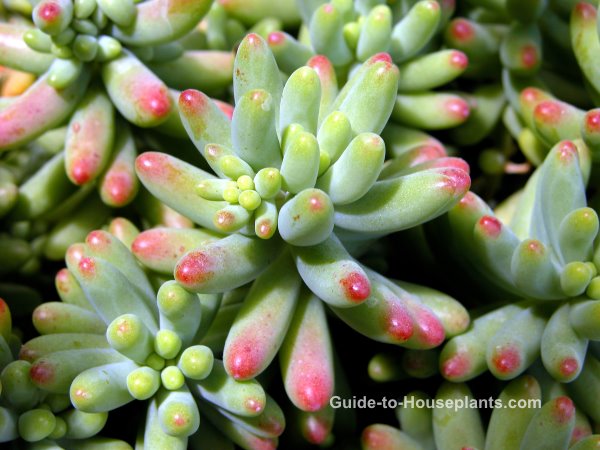 Sedum Rubrotinctum sedum rubrotinctum, jelly bean plant, succulent houseplant, succulent plant