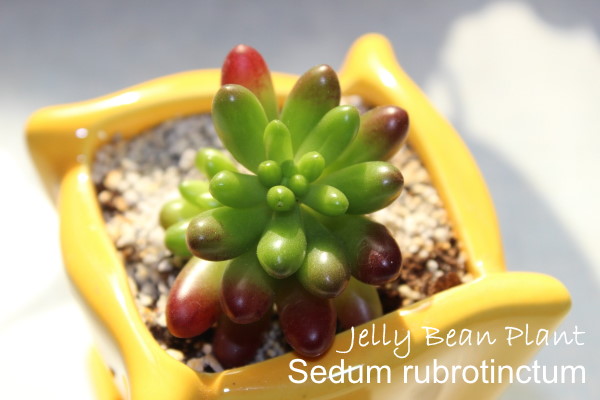 Sedum Rubrotinctum Plant in a Yellow Pot sedum rubrotinctum, succulent houseplant