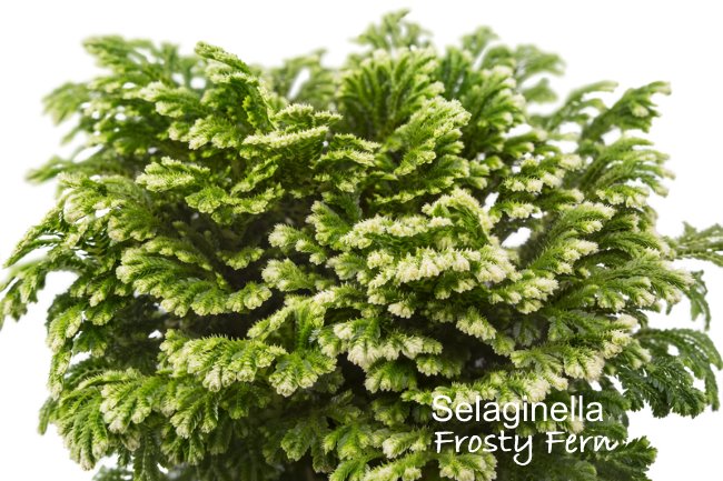 Frosty Fern Clubmoss clubmoss, selaginella
