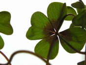 shamrock plant, oxalis deppei