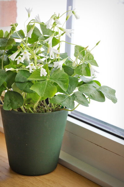 shamrock plant