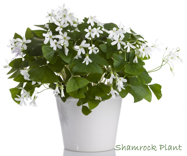 shamrock plant, shamrock picture, oxalis