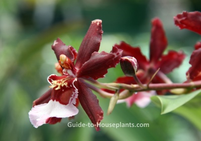 Oncidium Orchid sharry baby orchid, oncidium, fragrant house plant