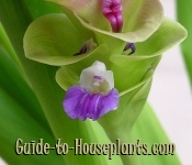 Siam Tulip Flower siam tulip, curcuma alismatifolia