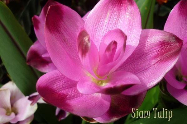 Siam Tulip Care Tips Growing Curcuma alismatifolia Indoors