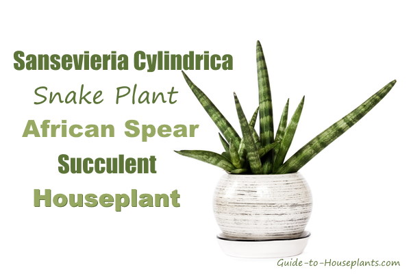 Snake Plant Growing in Pot snake plant, sansevieria cylindrica