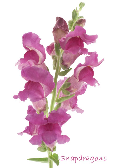 Pink Snapdragon Flowers Snapdragon Flowers