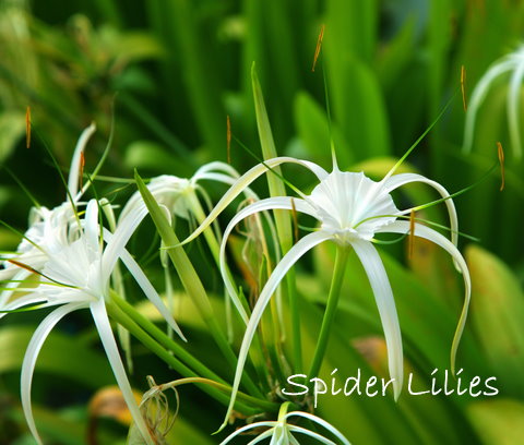 lys araignées