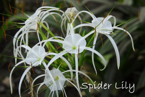 spider lily crinum flower care spiderlily lilies tips plant southern houseplants guide hymenocallis littoralis