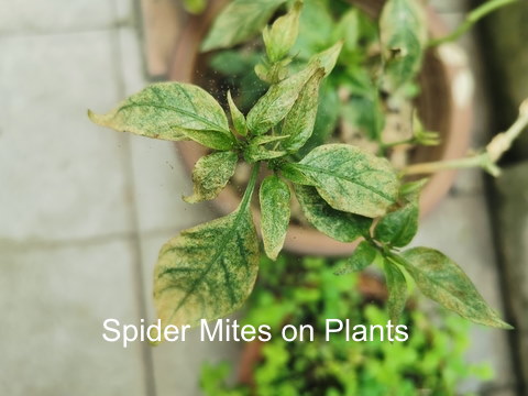 How spider mites infest indoor plants
