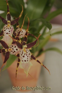 orquídea araña, orquídea brassia