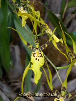 spider orchid, brassia, orchideje brassia