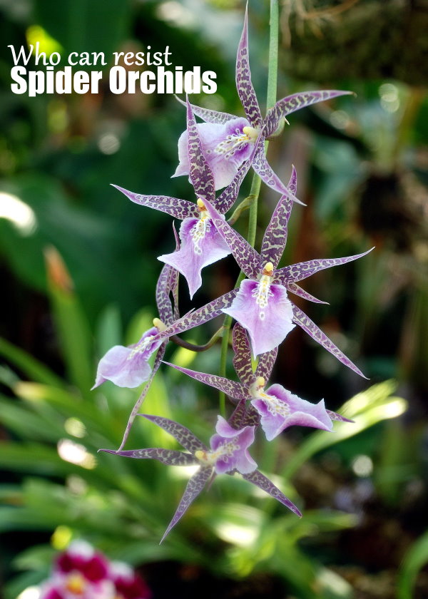 aranha orquídeas, brassia orquídeas