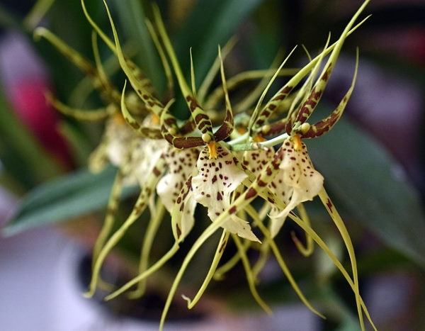 orquídea araña, brassia