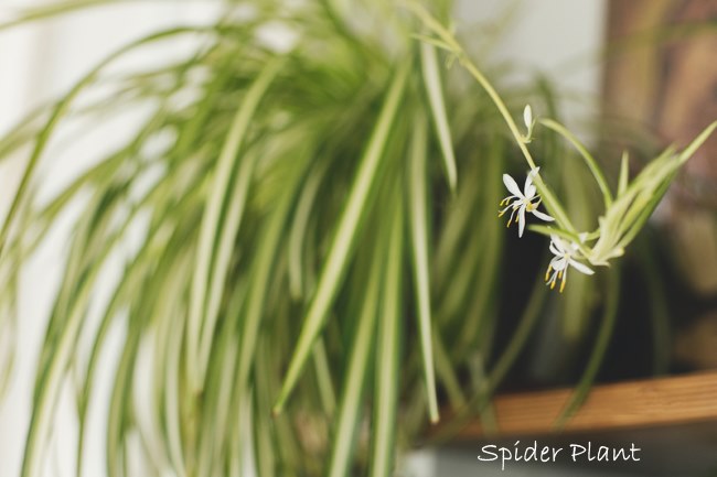 Spider Plant 'Irish