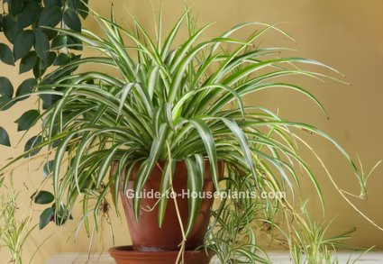 spider plant, chlorophytum comosum, easy houseplant