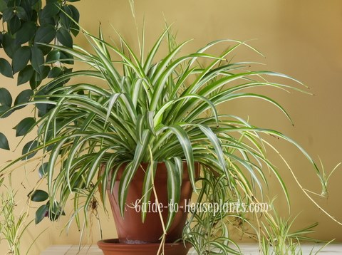 Caring for your Spider Plant (Chlorophytum Comosum) – Ana Hana Flower