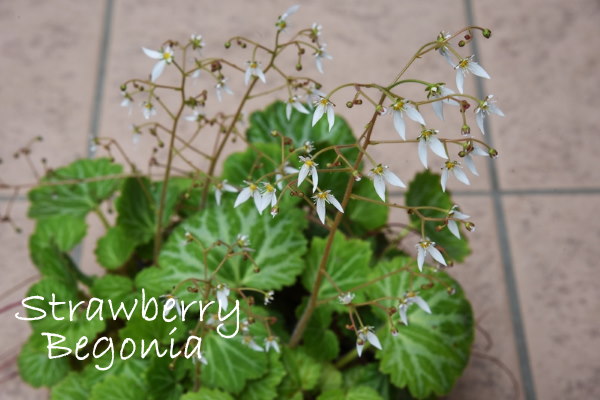 Flowering Strawberry Begonia Plant strawberry begonia, saxifraga stolonifera