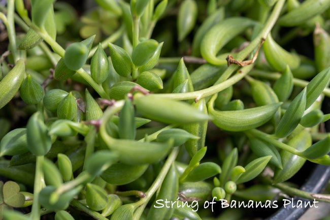 String of Bananas Plant