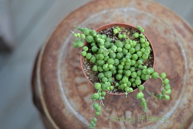 String of Pearls Succulent string of pearls plant, succulent houseplant