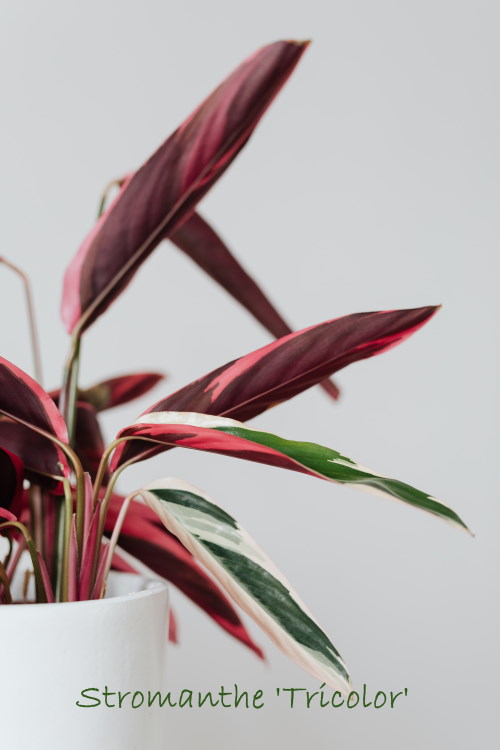 stromanthe sanguinea, stromanthe tricolor