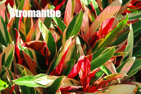 Stromanthe sanguinea stromanthe