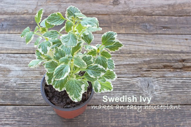 swedish ivy pot wood