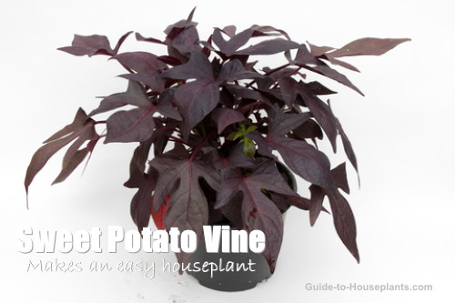 Growing Ornamental Sweet Potato Vine As Houseplants