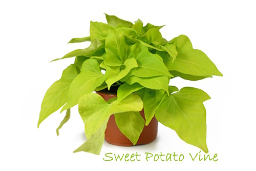 sweet potato vine