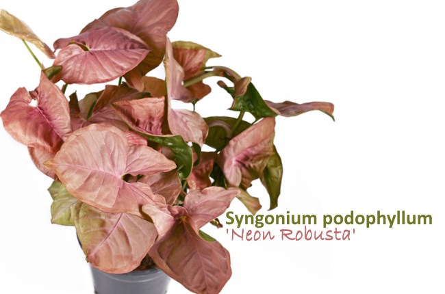 стреловидное растение, сингониум подофиллум