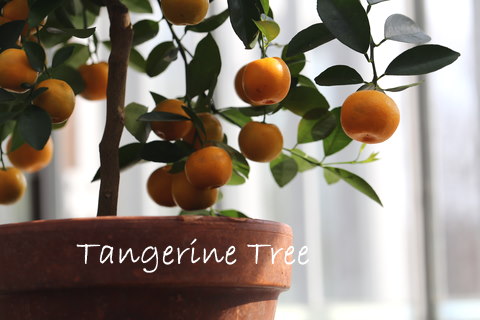 Tangerine Tree Growing in Window tangerine tree, citrus tree care