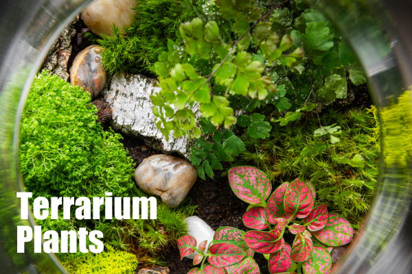 Best Terrarium Plants for Your Little Garden Under Glass