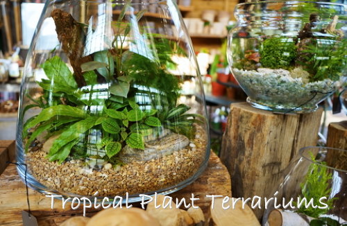 Terrarium Supplies to Make Your Own Terrarium