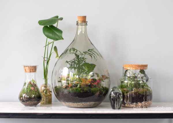 whats the best player for terrarium whats the best player for terrarium