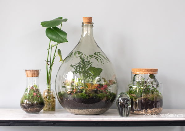 hanging terrariums