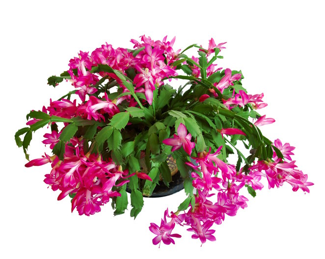 Crab Cactus with Pink Flowers crab cactus, thanksgiving cactus, schlumbergera truncata