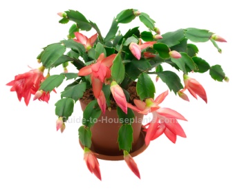 Thanksgiving Cactus thanksgiving cactus