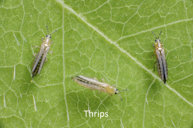 thrips