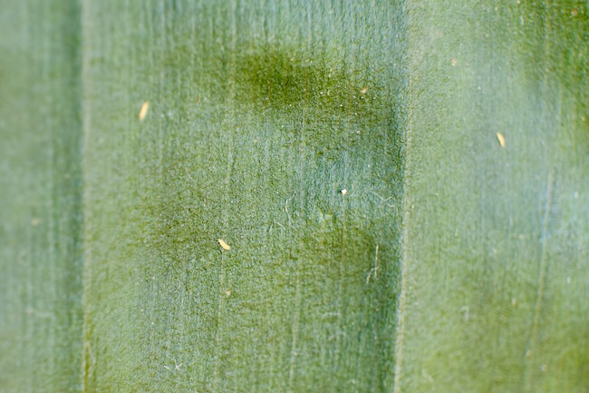 Thrips on Leaf