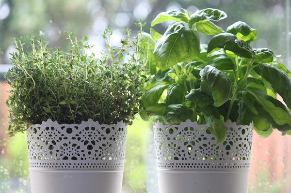 How to Grow Thyme - Growing In The Garden