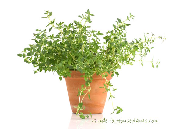 growing thyme, thyme herb, thyme plant