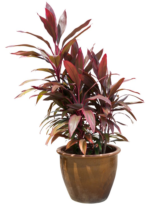 hawaiian ti plant, cordyline fruticosa