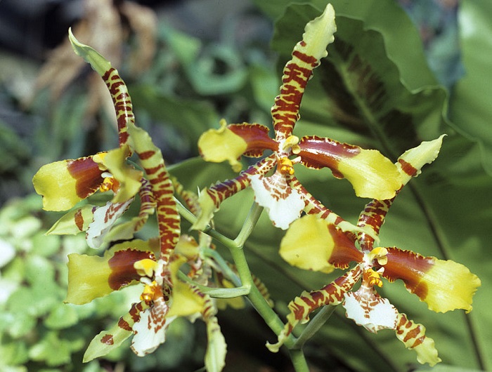 Tiger Orchids tiger orchids