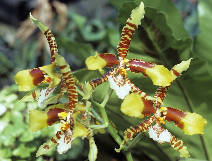 tiger orchids