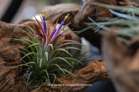 15+ Air Plant With Red Flower