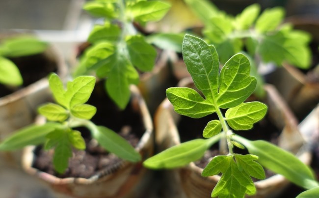 growing tomatoes indoors, growing tomatoes in pots