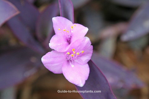 tradescantia pallida pinkflowers